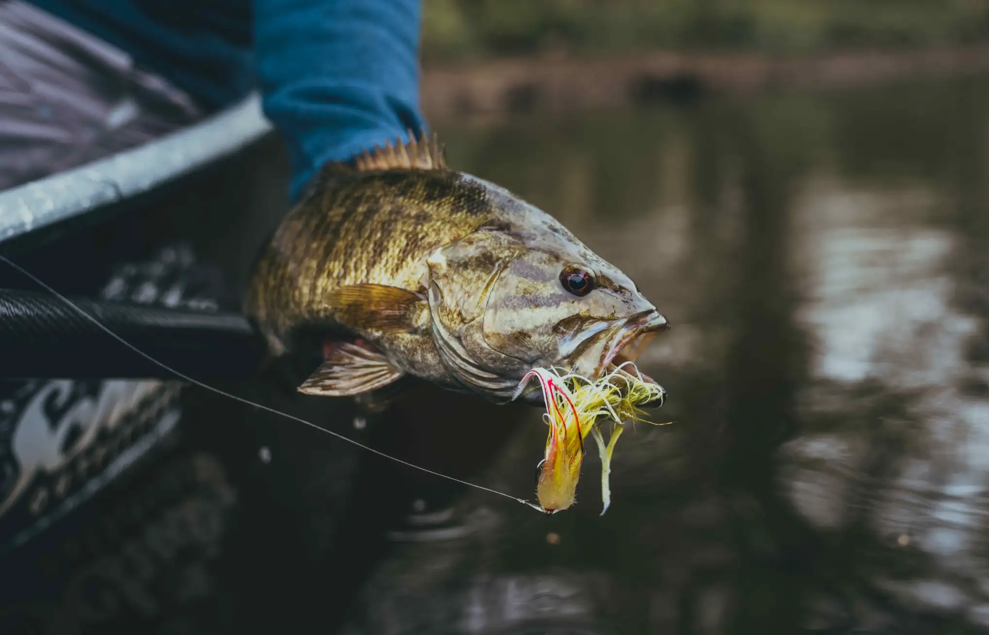Best Gear and Flies for Fly Fishing for Bass