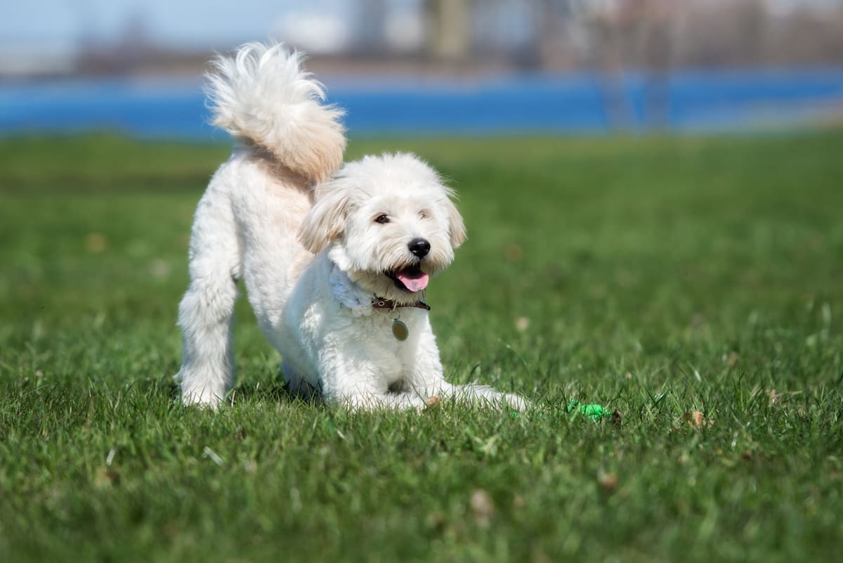Professional Pooper Scooper Services That Save You Time