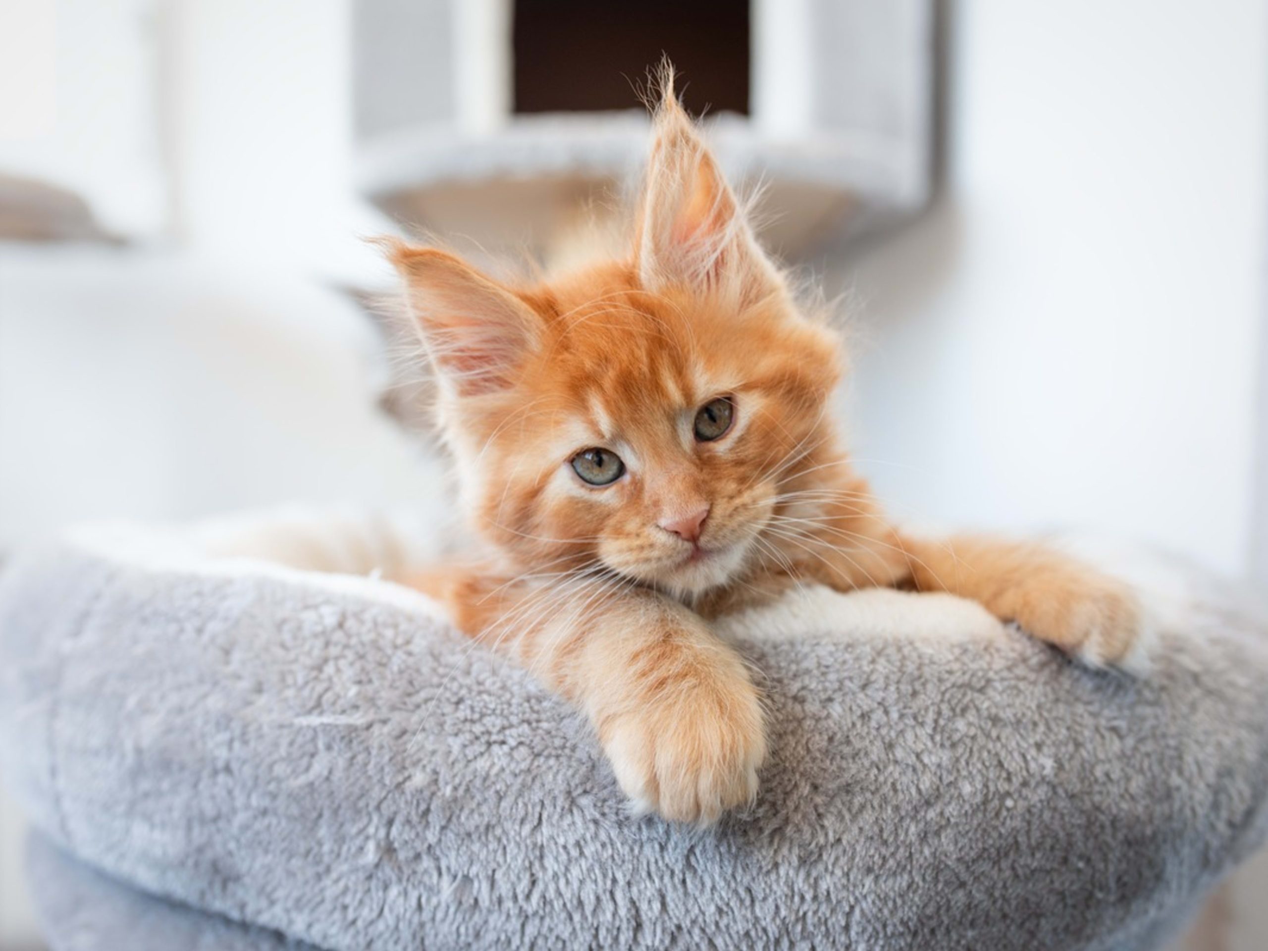 Beautiful Maine Coon Kittens for Sale – Loving Homes Wanted