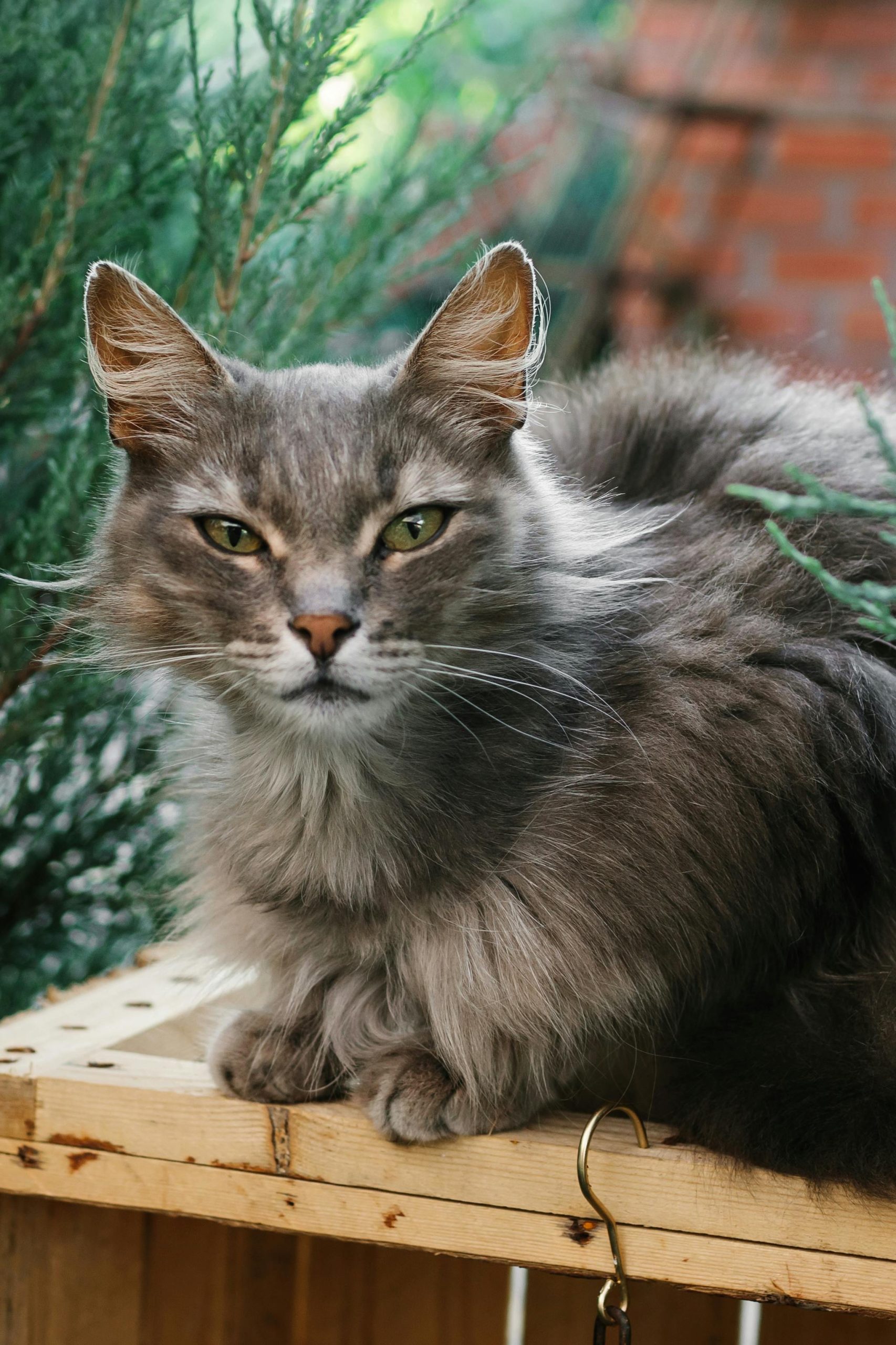 Healthy Maine Coon Kittens for Sale California – Raised in a Loving Home